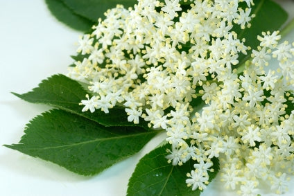 Elderflower fragrance oil EH