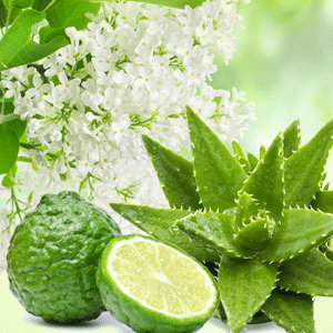 Aloe & White Lilac fragrance oil