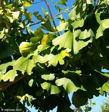 Gingko Limette fragrance oil EH