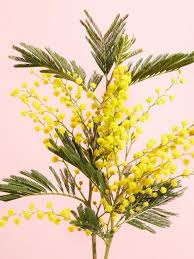 Mimosa fragrance oil