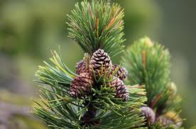 Swiss stone pine - Arwe - Swiss stone pine oil Essential oil