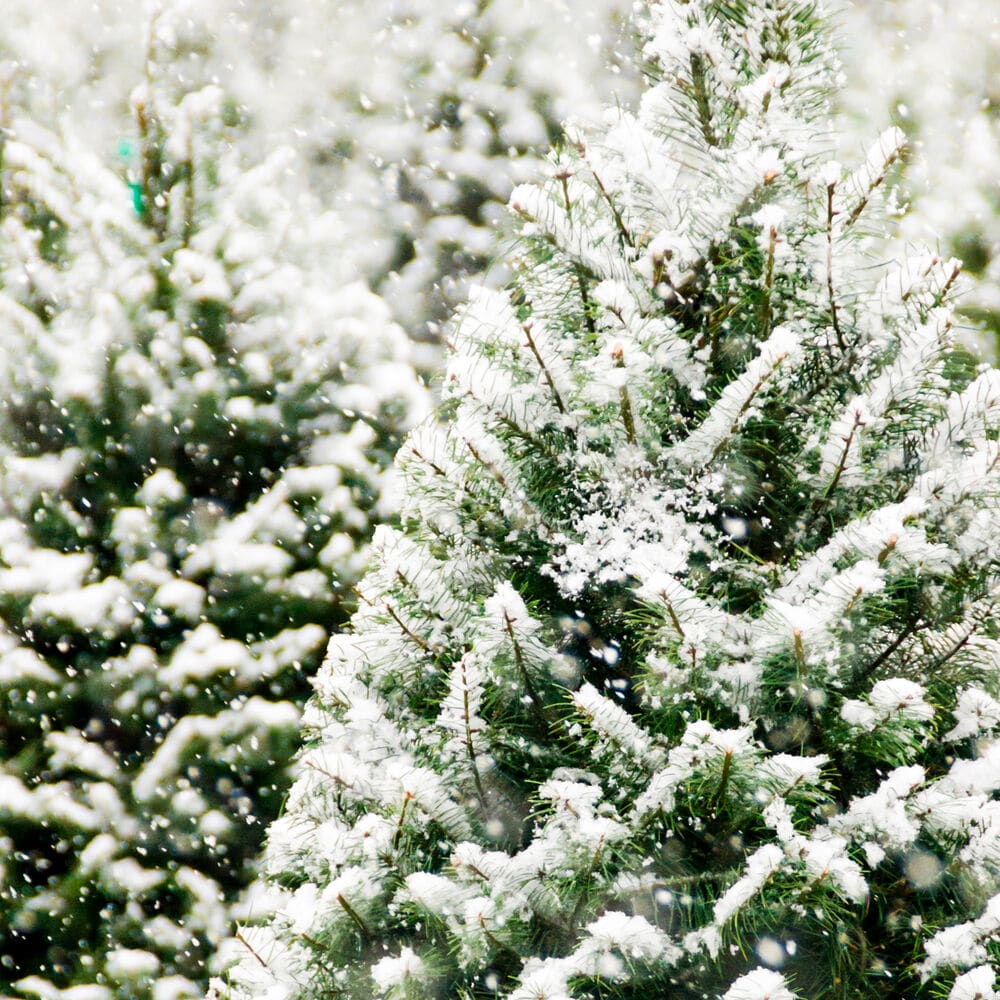 Frosted Fir fragrance oil EH