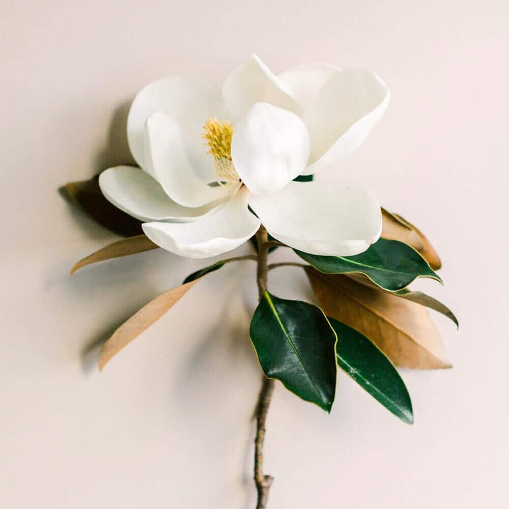 Magnolia Leaf &amp; Tonka fragrance oil EH