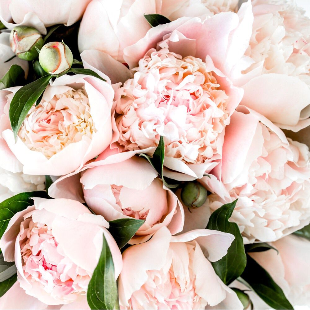 Pink Peony fragrance oil EH