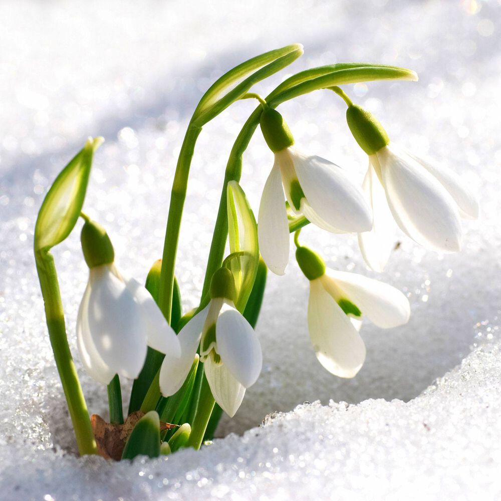 Sparkling Snowdrop  fragrance oil EH