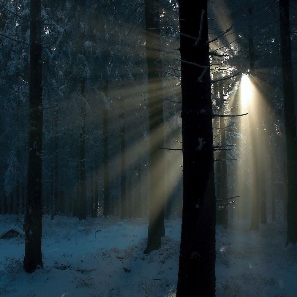 Spellbound Woods fragrance oil EH