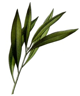 Tea Tree Oil Essential Oil