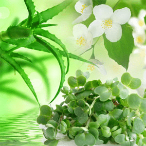 Watercress &amp; Aloe fragrance oil