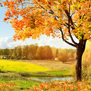Autumn Woods NG fragrance oil