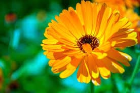 Calendula fragrance oil EH