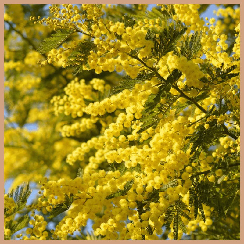 Cardamom &amp; Mimosa CR fragrance oil