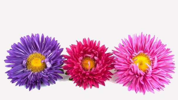 Cashmere Petals EH fragrance oil