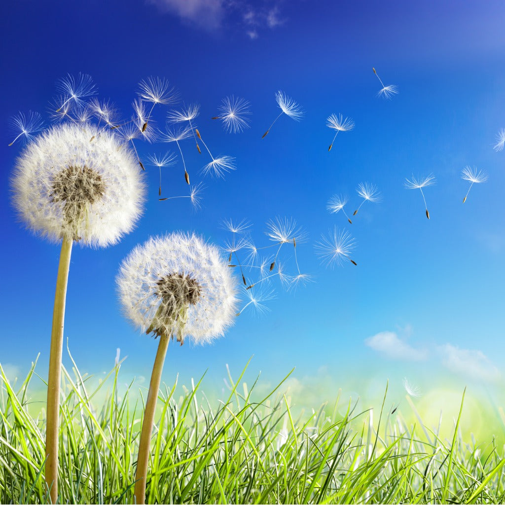 Sweet Grass &amp; Dandelion AZ fragrance oil, sales
