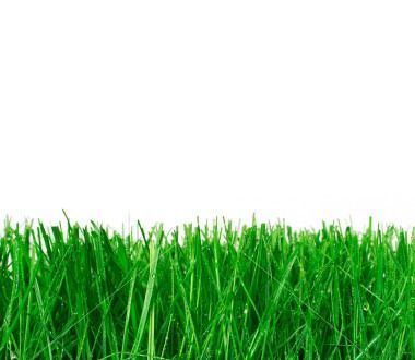 Fresh Cut Grass fragrance oil EH