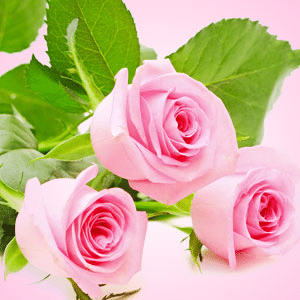 Fresh Cut Roses EH fragrance oil