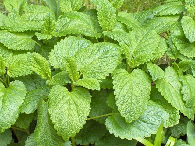 Melisse indicum Ätherisches Öl