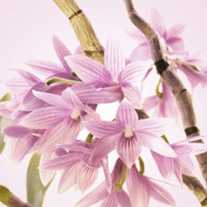 Rice Petals &amp; Shea Butter fragrance oil
