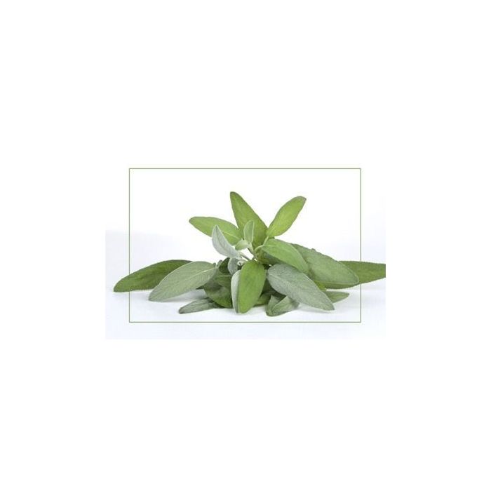 Sage fragrance oil AZ
